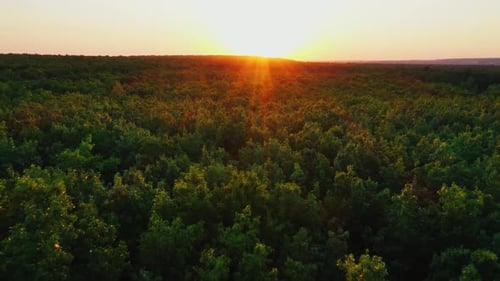 Aerial shot above forest. Aerial view of evergreen forest, nature background