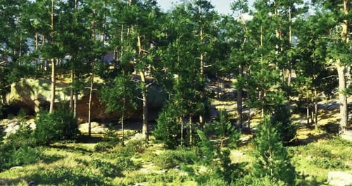 Lush Green Forest with Tall Trees and Rocky Terrain During Daylight