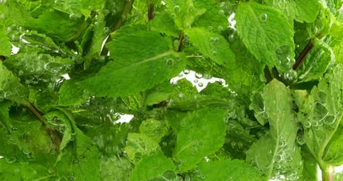 Minzeblätter unter Wasser in Luftblasen.