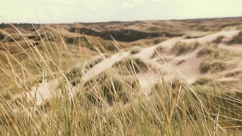 Sand dunes and dune grass at the atlantic coastline in Denmark. Shallow depth of field. Gras is movi