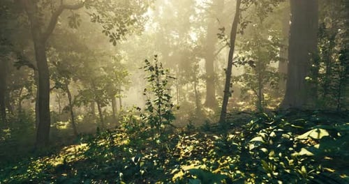 Sunlight Filters Through Trees in a Serene Forest Setting During Morning Hours