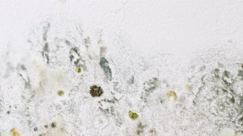 Schimmel und Pilz an der Wand.