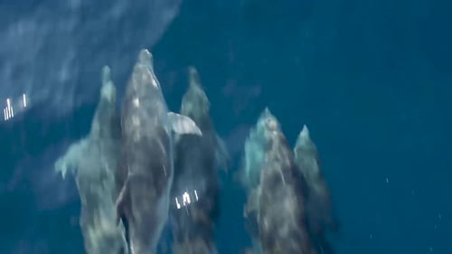 Dolphins playing and swimming on the sea
