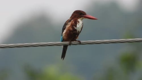 Kingfisher Perched on Wire in Natural Setting