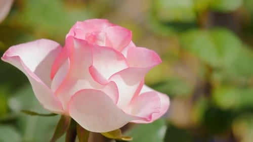 pink rose isolated