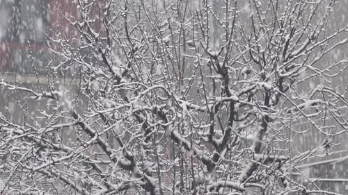 The First Snow Falls On A Tree