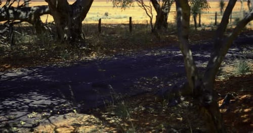 Expansive Landscape with Dirt Road Framed By Trees During Golden Hour