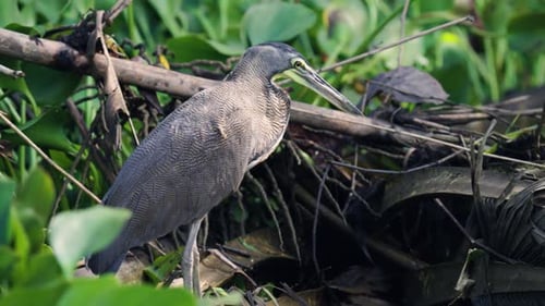 Barethroated Tiger Heron Bird Perching in Sierpe Mangrove Forest