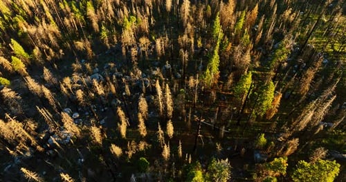 Dry and green pine trees growing in the Sierra National Forest, California, USA.