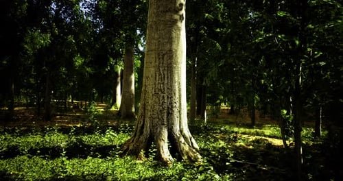 Tall Tree with Thick Trunk in a Dense Green Forest During Daylight Hours