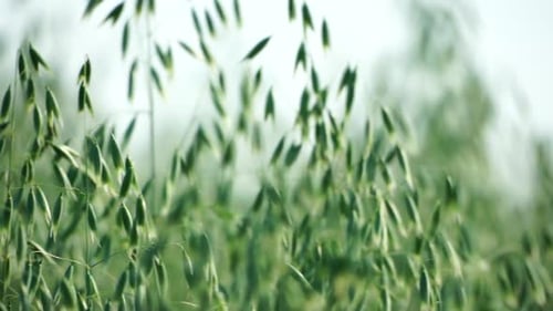 Green Oat Ears Sway By Wind on Field at Sunset Scenic Summer Landscape Oat Avena Sativa Organic