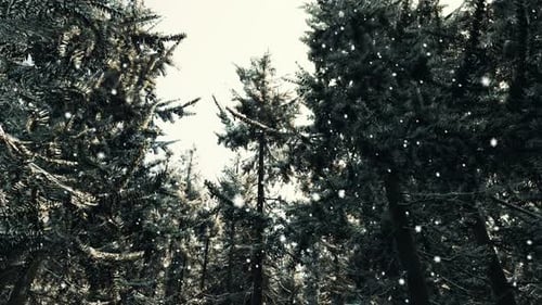 A Winter Wonderland Forest with Snowcovered Trees