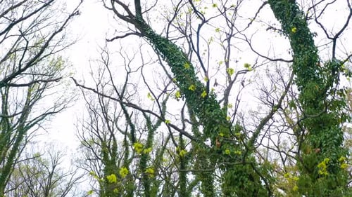 Tree branches in the rainforest. Ivy vines surrounding the tree up to the top.