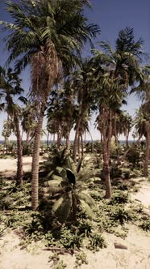 Palm Trees Clustered on Beach Shoreline