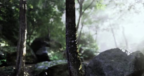 Misty Forest Landscape Showcasing Ancient Trees and Smooth Stones at Dawn