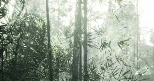 Bright Sunlight Filtering Through Dense Bamboo Forest in Morning Hours
