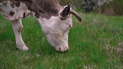 Cow grazing in fresh pastures