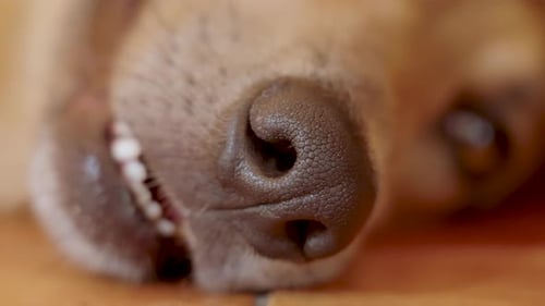 Closeup Muzzle of a Dog Wet Nose and Open Mouth with Tongue Out Rapidly Breathing While Resting on