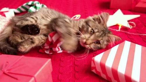 Playful Kitten with Presents on Red Blanket