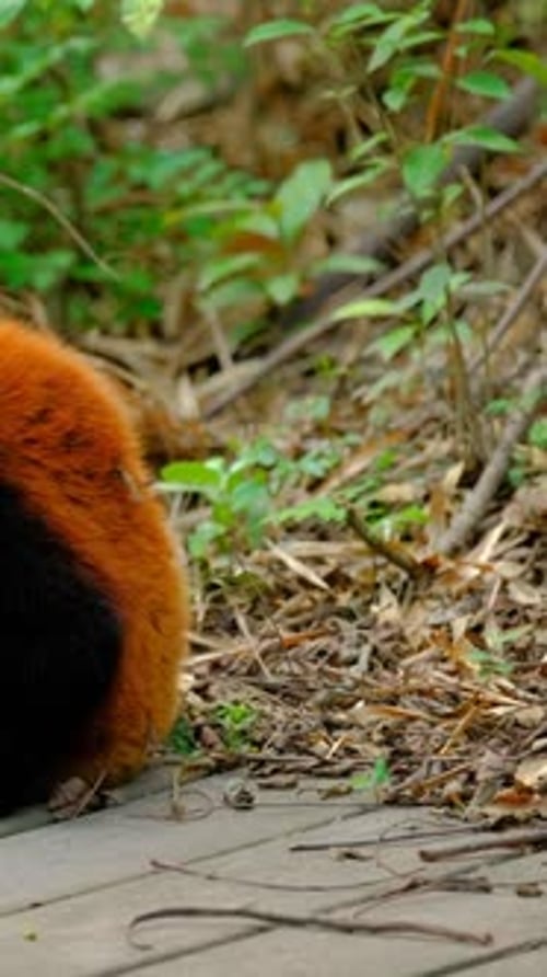 Adorable Red Panda Grooming in Natural Habitat