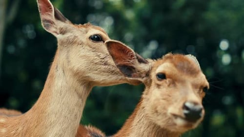 Hirsche weiden im japanischen Nara-Park