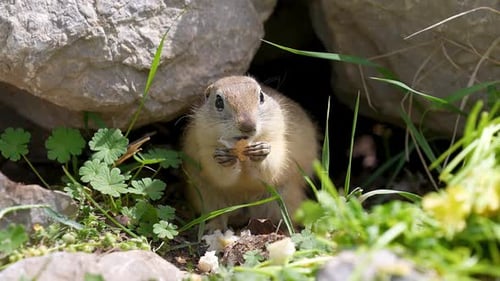 Ground Squirrel Eats near its Burrow