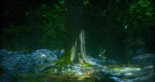 Majestic Tree Stands Tall in a Serene Forest Surrounded By Mossy Rocks