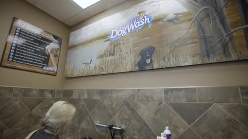 Dog wash saloon, tilt reveal from sign to woman washing Australian Shepherd in bathtub