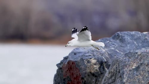 Möwe schwebt tief über der Küste im Wind