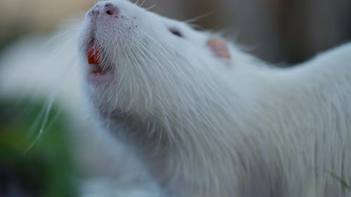 Seltene Albino-Nutria auf der Suche nach Nahrung in der Nähe des Wasserrandes Konzept von Albinotieren in der Natur