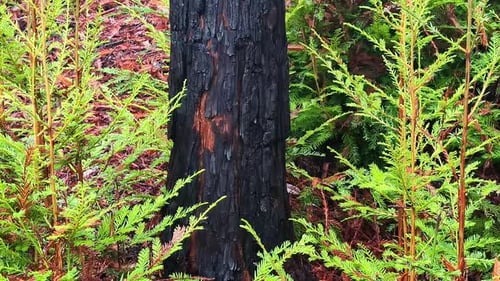 Dolley view of thick coastal redwoods in Muir woods national monument