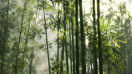 Green Bamboo Forest with Morning Sunlight