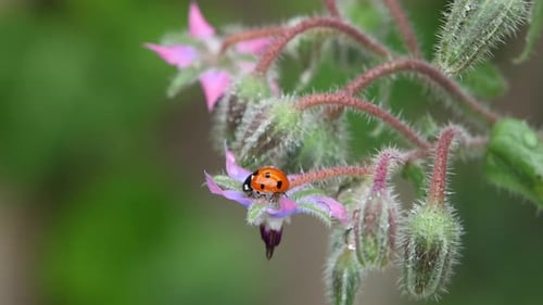 A 7-Spot Ladybird, Coccinella septempunctata, on a Borage , Borago officinalis. Summer. UK