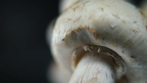 magnífico vídeo de un montón de hongos, champiñones RAW detallados, gorras blancas reflejadas, en rotación