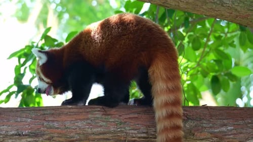 An adorable red panda (Ailurus fulgens) walks along a thick tree branch, close up shot.