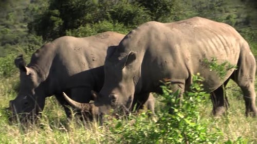 deux rhinocéros blancs paissant dans une savane africaine vallonnée ; plan moyen montrant toutes les parties du corps des deux animaux