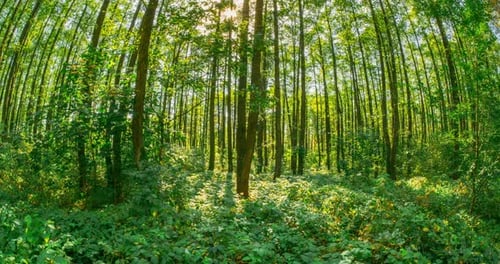 Sunlit Forest with Tall Trees and Green Groundcover