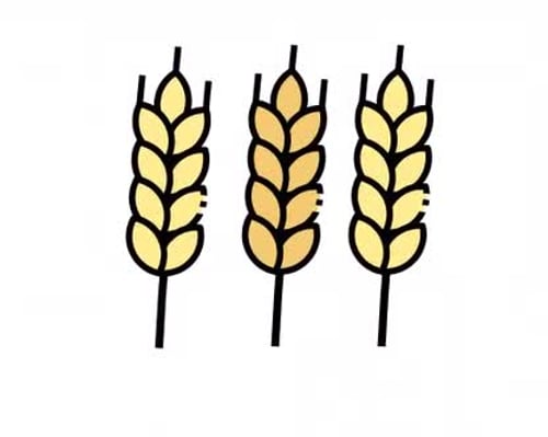 Animated Flat Design Wheat Stalks Line Art Fill