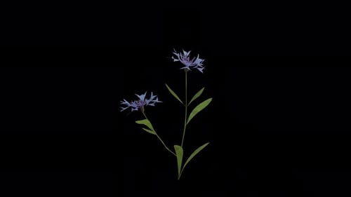 Plante de bleuet qui souffle dans le vent. Le vent souffle sur la plante à fleurs. Canal Alpha. Animation en boucle