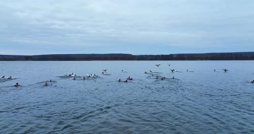 Ducks and Swans Flying on Lake