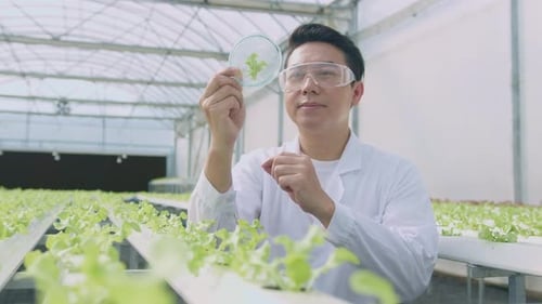 Scientist working in hydroponic greenhouse farm
