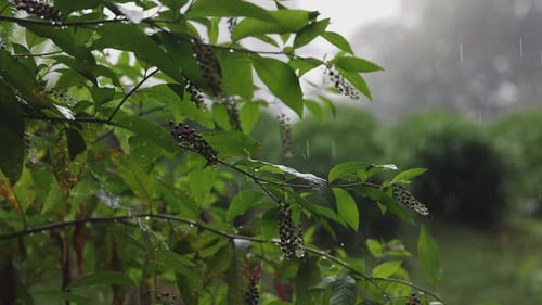 Teeplantagen im Regen Junge grüne Blätter am Teebusch Teebusch auf Plantagen am Morgen