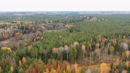 Luftbild des dichten Waldes im Herbst