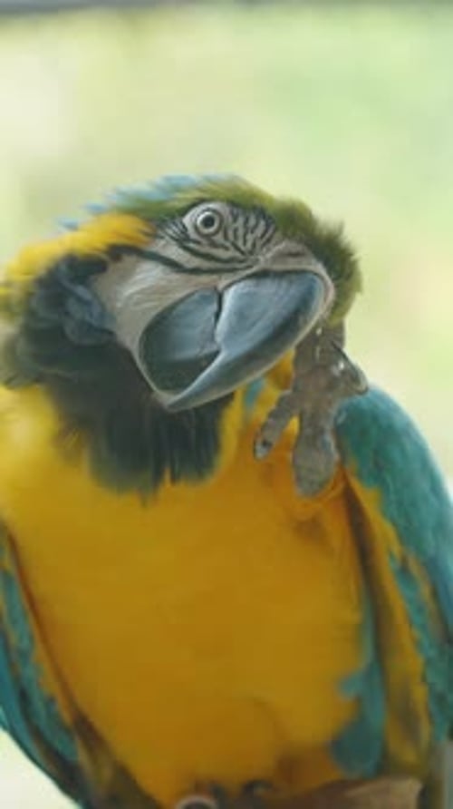 Vidéo verticale. Ara bleu et jaune se grattant la tête avec un pied tout en inclinant
le bec latéralement