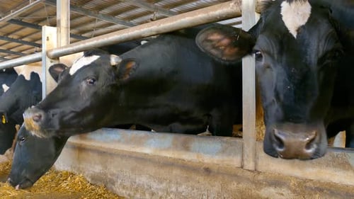 Dairy Cows Eating Hay on a Farm