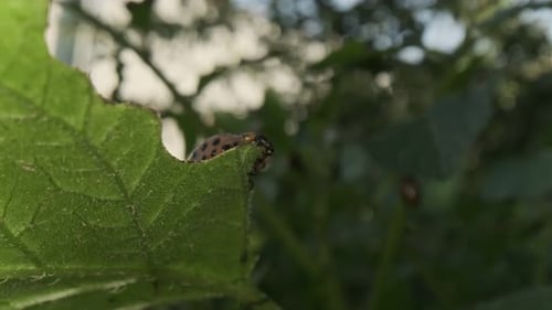 Colorado Potato Beetle Larvae Feeding on Potato Plant in Garden During Summer Season
