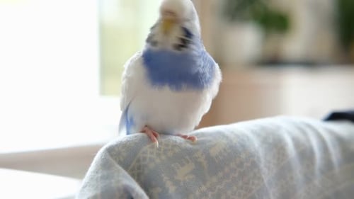 Colorful Budgerigar Parakeet Perched Elegantly on Its Perch Within Cage Exhibiting Its Beauty A