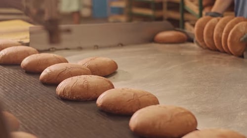 Loaves of bread on a production line in a bakery. Fragrant bread with a ruddy golden crust.