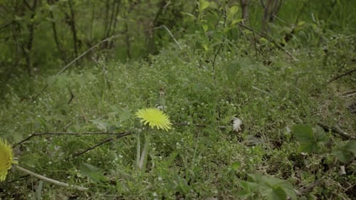close up shot of the wild dandelion flower grows in the wild in nature in the spring season.