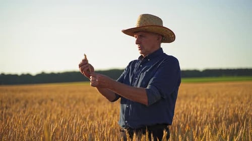 Farmer on yellow field at sunset. Ears of wheat on a field in summer